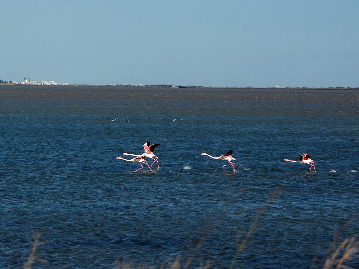 Flamingos auf dem Weg zum Meer